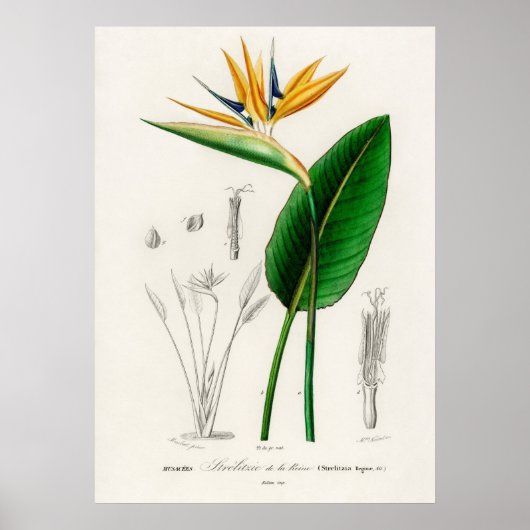 Vogel van het paradijs (Strelitzia Reginae) Poster (Voorkant)