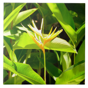 Vogel van het Paradijs Tegeltje