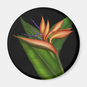 Vogel van het paradijs, volledig magneet