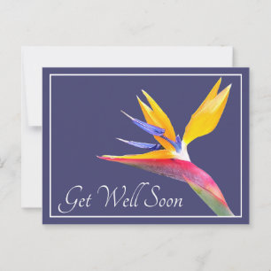 Vogel Van Paradijs Navy Achtergrond Beterschap Briefkaart