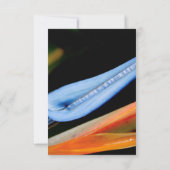 Vogel van Paradise Foto Bedankkaart (Achterkant)