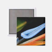 Vogel van Paradise Foto Magneet (Voorkant / Achterkant)