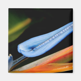 Vogel van Paradise Foto Magneet