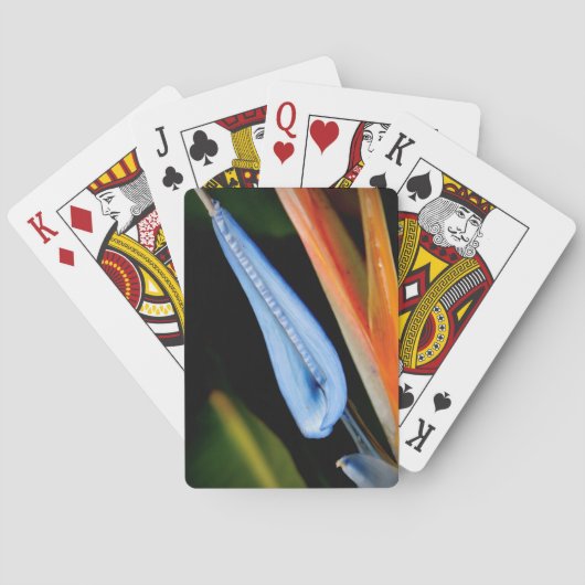Vogel van Paradise Foto Pokerkaarten (Achterkant)
