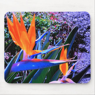 Vogel van Paradise Hawaii Muismat