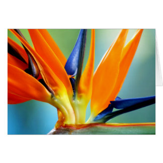 Vogel van Paradise II-up close