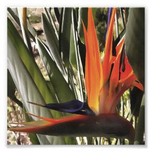 Vogel van Paradise Strelitzia Reginae AcrylPainti Foto Afdruk