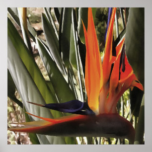 Vogel van Paradise Strelitzia Reginae AcrylPainti Poster