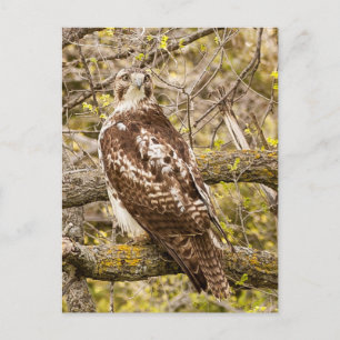 Vogel van Prey Briefkaart