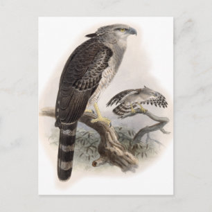 Vogel van Prey Briefkaart