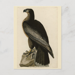 Vogel van Washington uit Audubon's Vogels van Amer Briefkaart