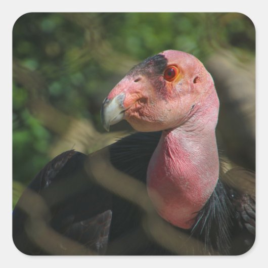 vogel vierkante sticker (Voorkant)