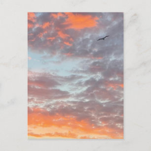 Vogel Vliegend Roze Wolken Lucht Foto Briefkaart