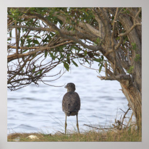 Vogel Wachten Foto Poster