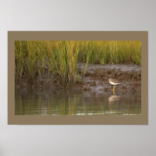 Vogel Waterlandschap Foto Poster