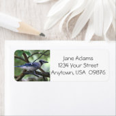 Vogelaars! Blue Jay, gepersonaliseerd Etiket (Insitu)