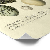  vogelafdrukken #38 Egg #2 Poster (Hoek)