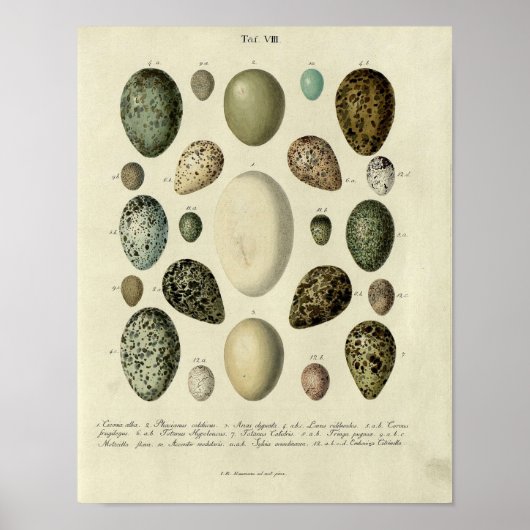  vogelafdrukken #38 Egg #2 Poster (Voorkant)
