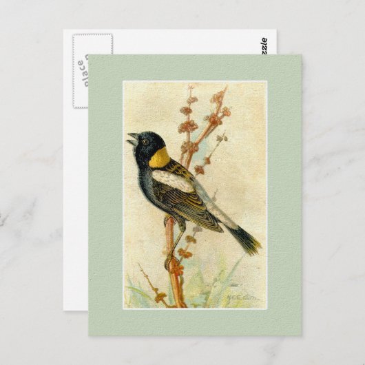 vogelafdrukken - Bobolink Briefkaart (Voorkant / Achterkant)