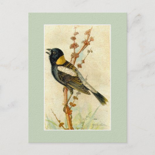  vogelafdrukken - Bobolink Briefkaart (Voorkant)