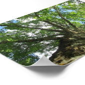 Vogelboom uit Zweden. Poster (Hoek)