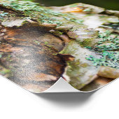 Vogelboomschors, Maine Foto Afdruk (Hoek)