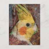 Vogelcollage Briefkaart (Voorkant)