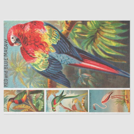 VogelCollectie Macaw 2d  ontkoppeling Tissuepapier (Voorkant)