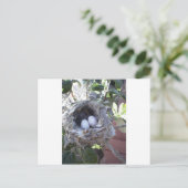 Vogeleieren Briefkaart (Staand voorkant)