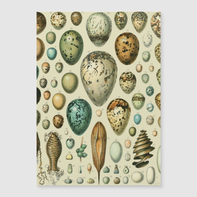  vogeleieren Franse viseieren (Voorkant)