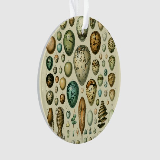  vogeleieren Franse viseieren Ornament (voorkant)