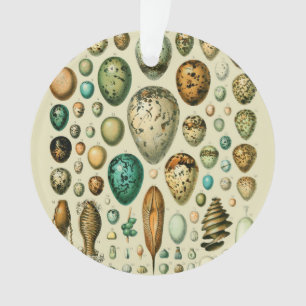  vogeleieren Franse viseieren Ornament