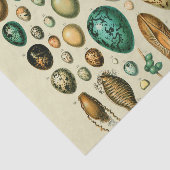  vogeleieren Franse viseieren Tissuepapier (Detail)