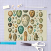  vogeleieren Franse viseieren Tissuepapier (Craft)