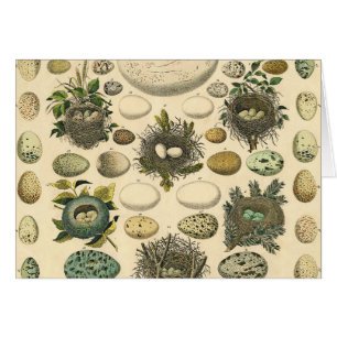 vogeleieren met nestkunst