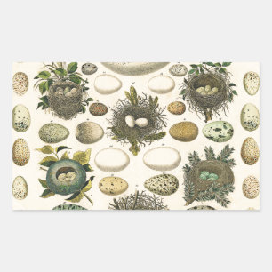  vogeleieren met nestkunst rechthoekige sticker