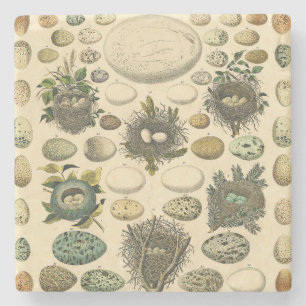  vogeleieren met nestkunst stenen onderzetter