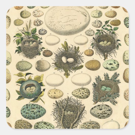 vogeleieren met nestkunst vierkante sticker (Voorkant)