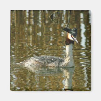 Vogelfoto/Crested Grebe/Vogelliefhebber Magne Magneet