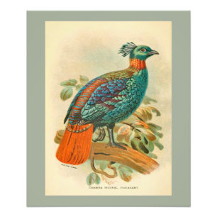 vogelfoto, kleurrijke foto van fazant afdruk