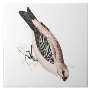  vogelfoto van Pine Grossbeak Song Bird Tegeltje