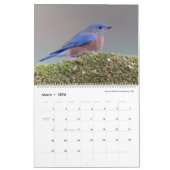 Vogelfotografie door Tom Spine - 2024 Kalender (Mar 2026)