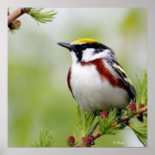 Vogelgeel Poster (Voorkant)