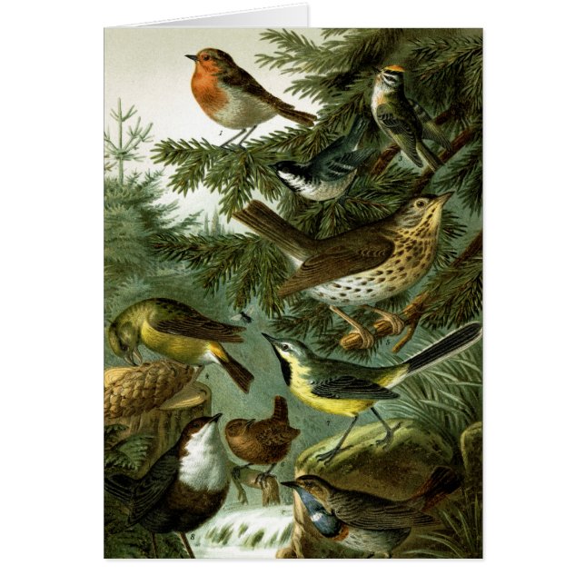 Vogelgroep 3 (Voorkant)