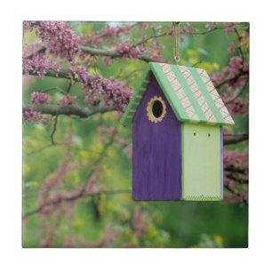 Vogelhuisje In Een Judasboom Tegeltje