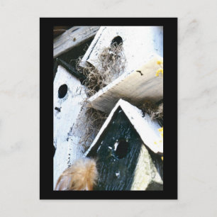 Vogelhuisjes Briefkaart