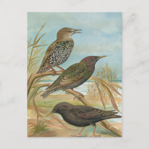 vogelillustratie briefkaart