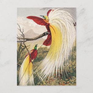 vogelillustratie briefkaart