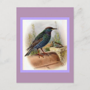 vogelillustratie briefkaart