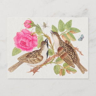  vogelillustratie briefkaart
